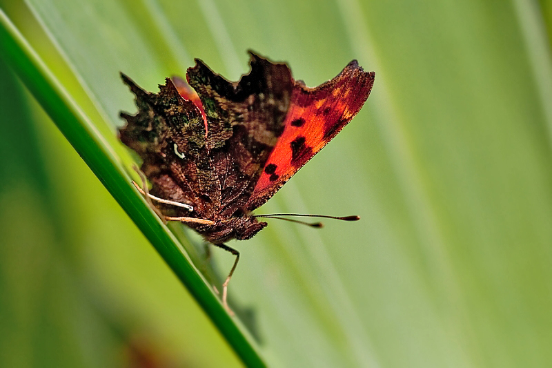  Polygonia c-album 