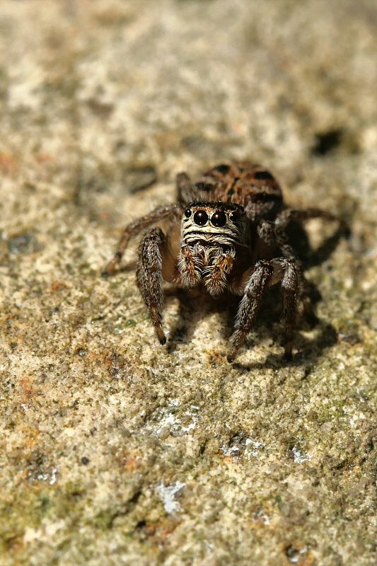  Salticus scenicus