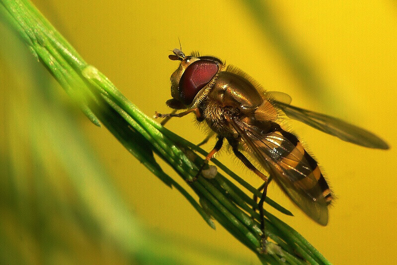 Syrphus ribesii