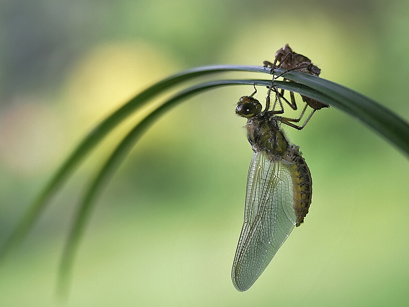 Aeshna cyanea