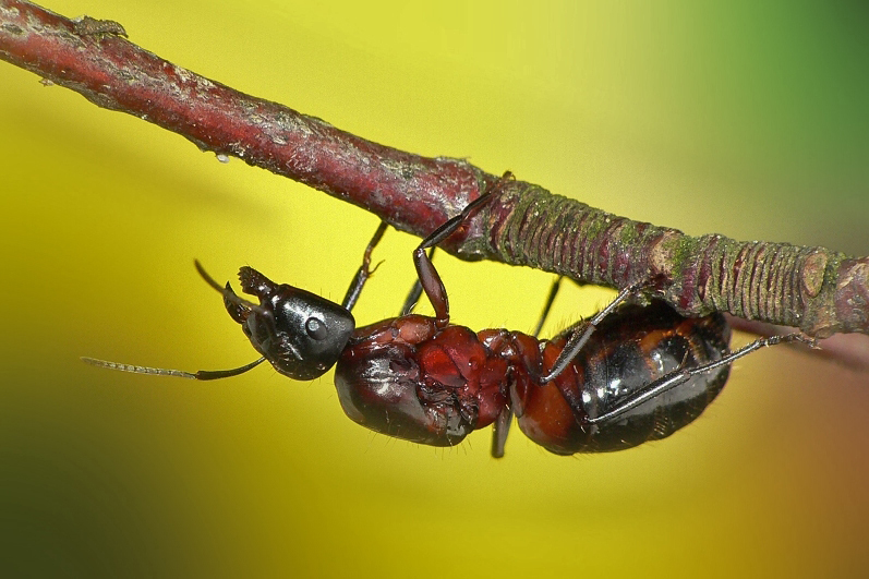 Formica rufa