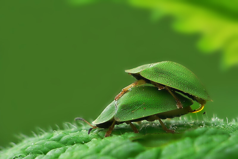 Cassida viridis