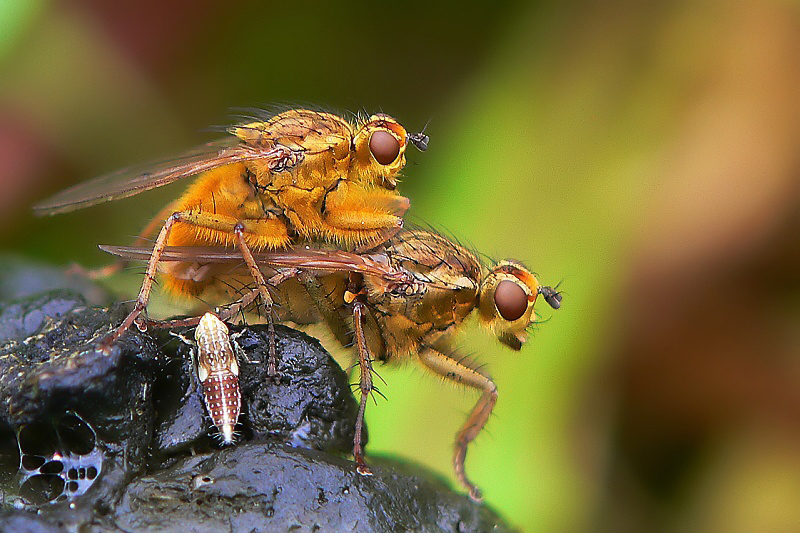 Scathophaga stercoraria