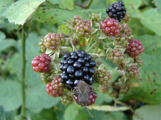 Blackberries
