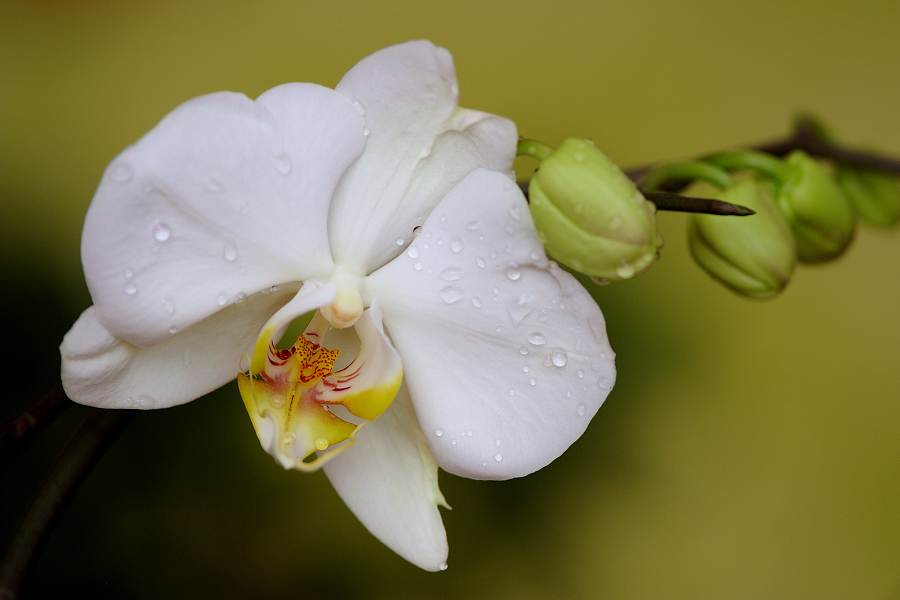 Phalaenopsis 