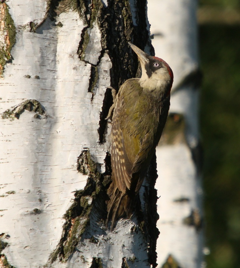 green woodpecker; green-peak; rainbird;  