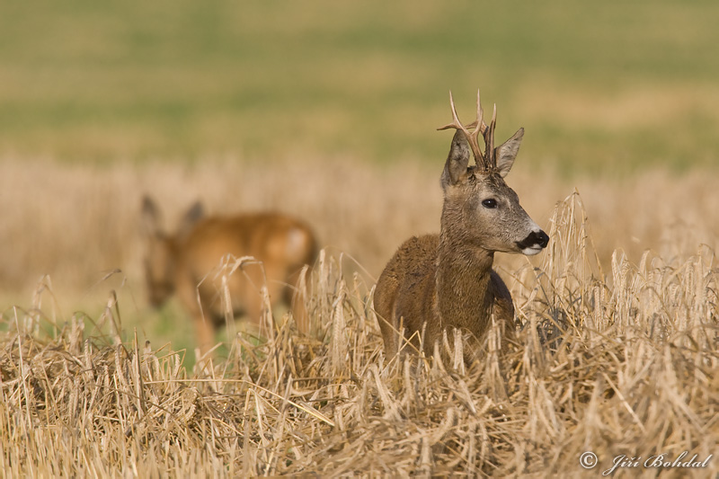 Roe Deer
