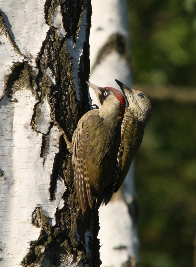 green woodpecker; green-peak; rainbird;  