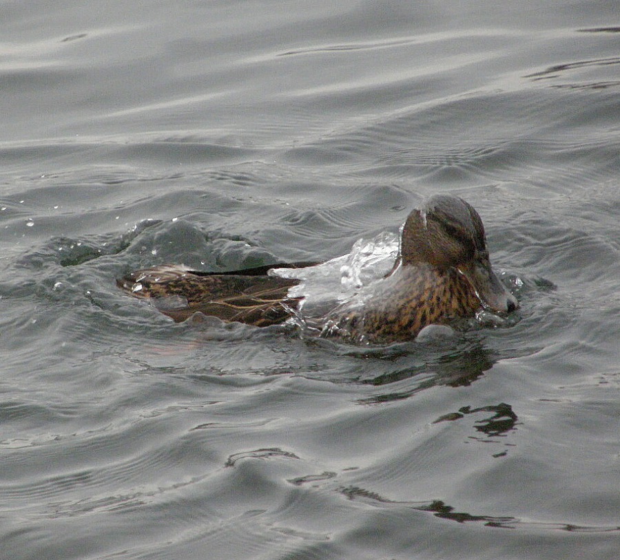 duck wild