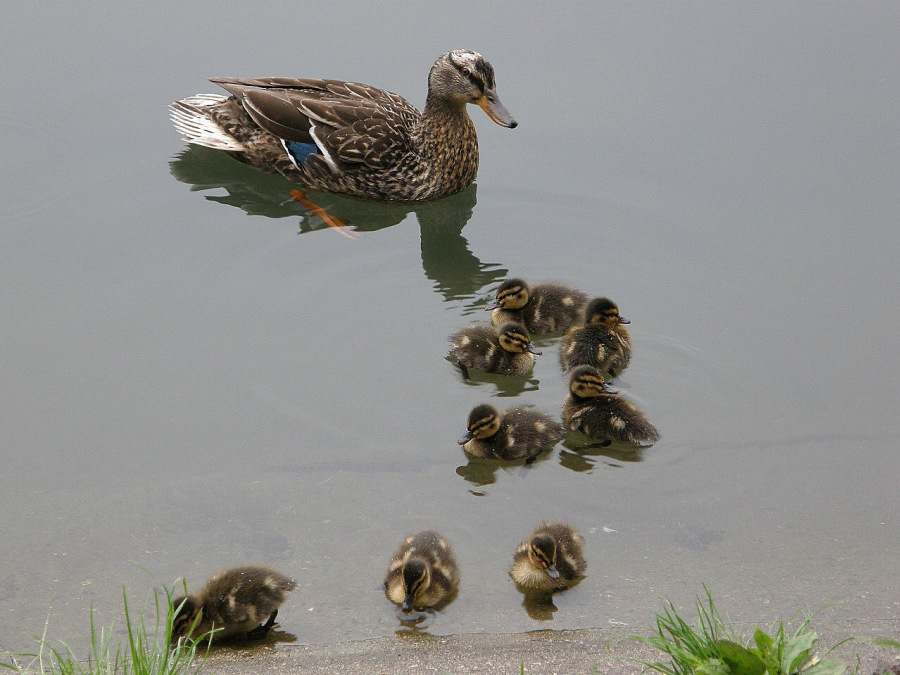 duck wild
