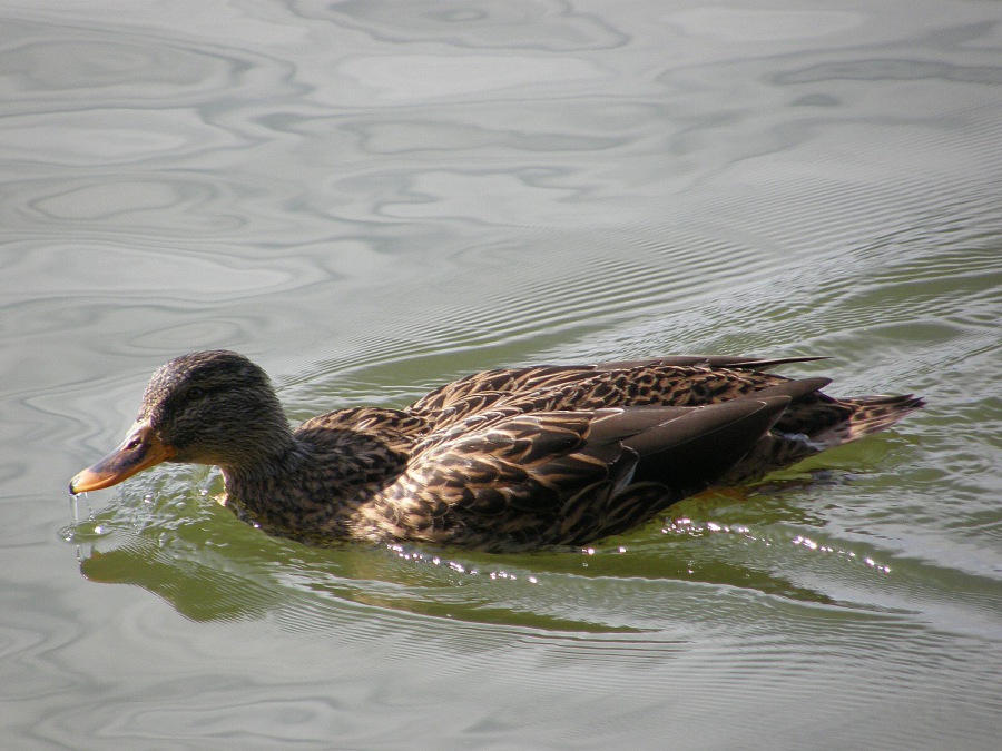 duck wild