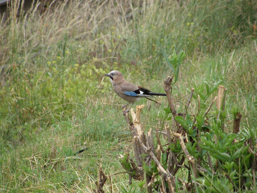 jay general