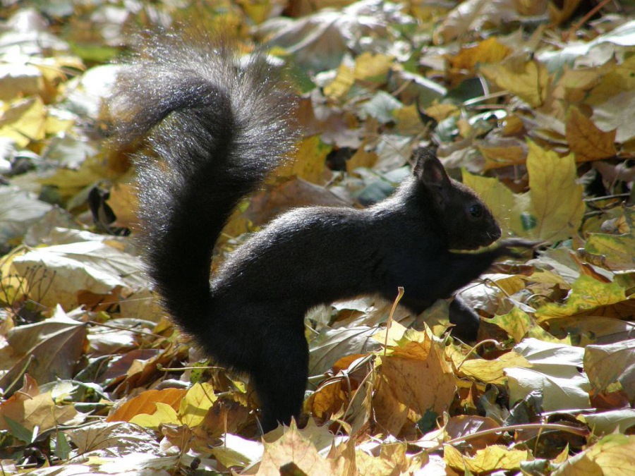 squirrel genera