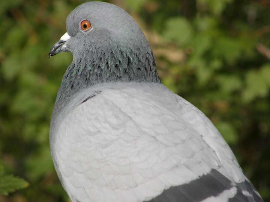 pigeon domestic