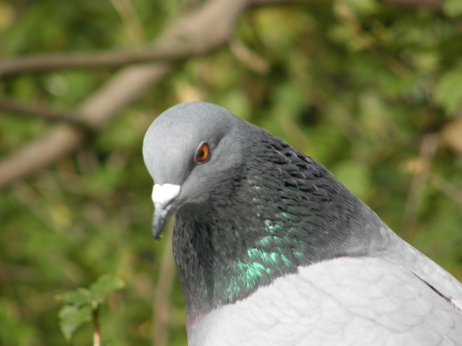 pigeon domestic