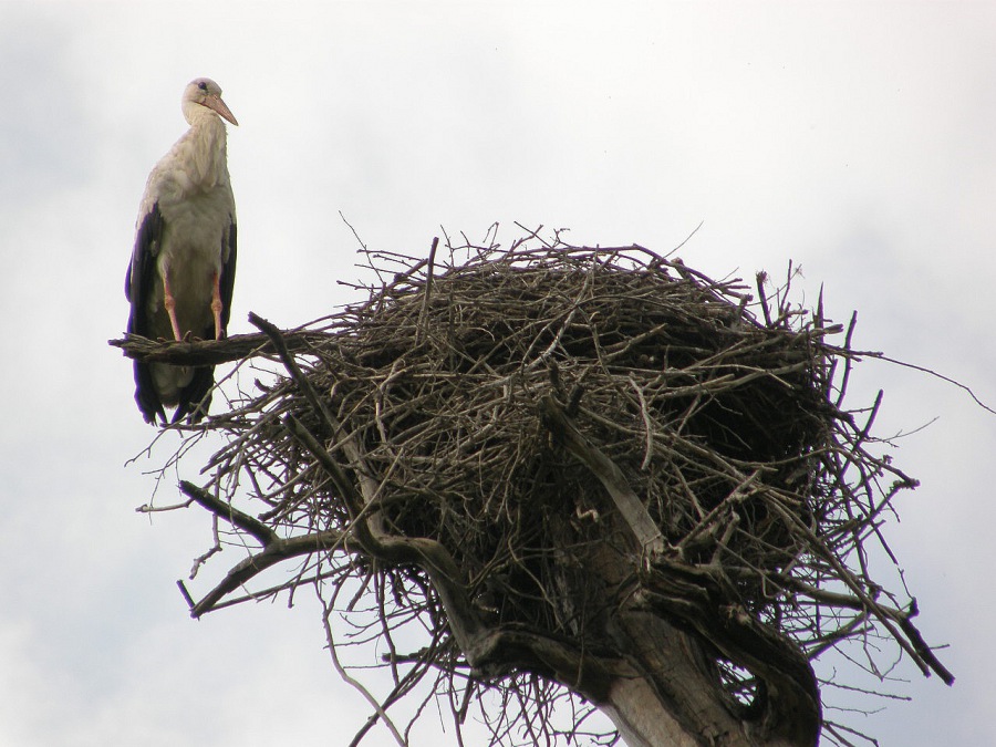 stork white