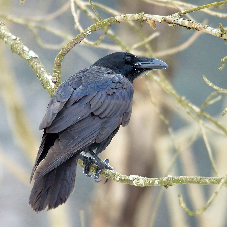Common raven