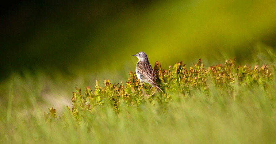 Rock pipit