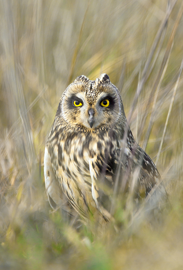 Short-eared Owl