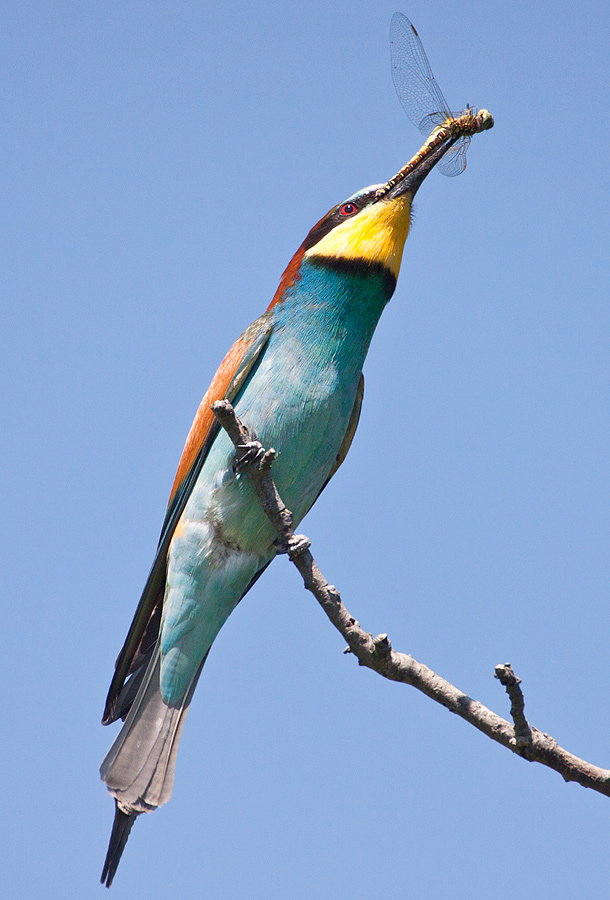 Bee-eater