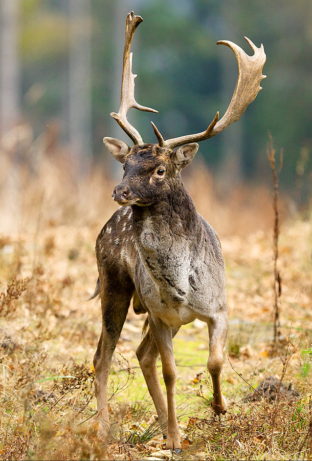 European Fallow Deer