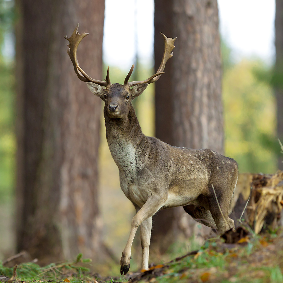 European Fallow Deer