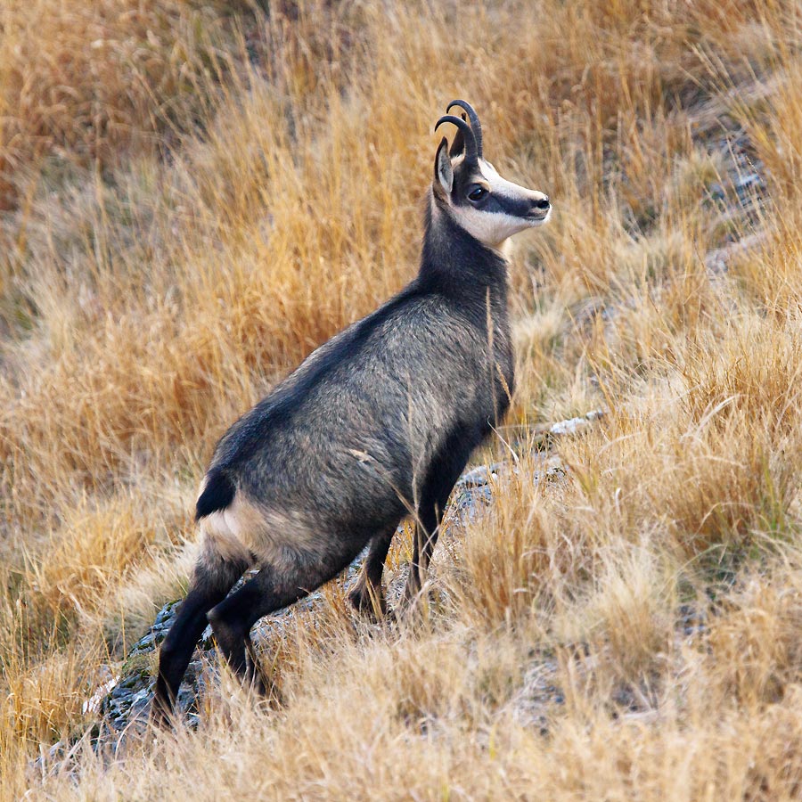 Chamois Alpine chamois