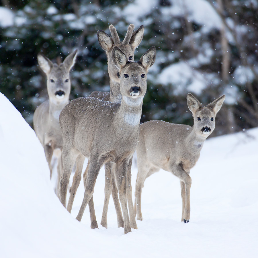 Roe Deer
