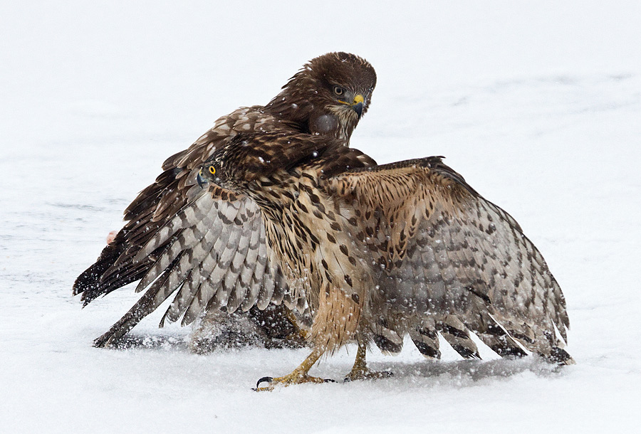 Goshawk