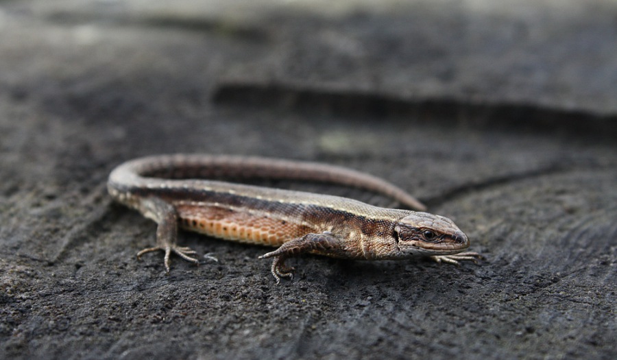 Sand lizard