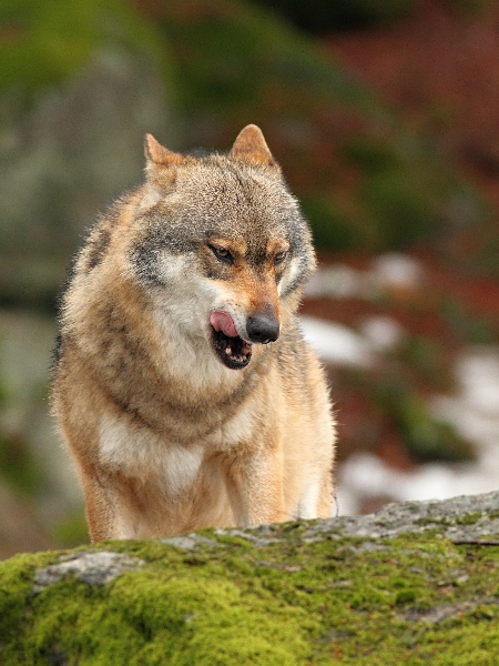 Wolf