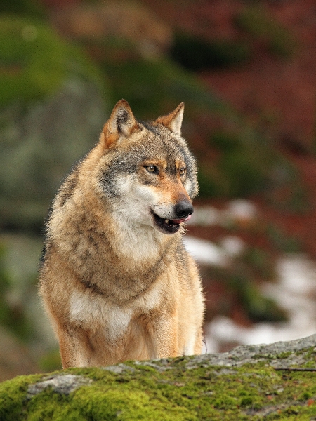 Wolf