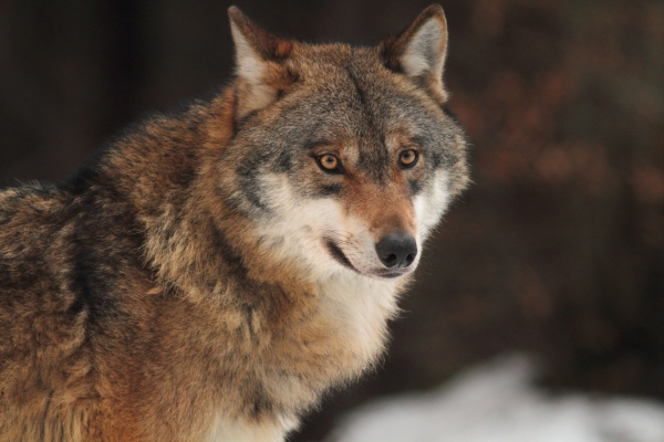 Wolf