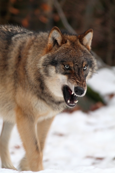Wolf