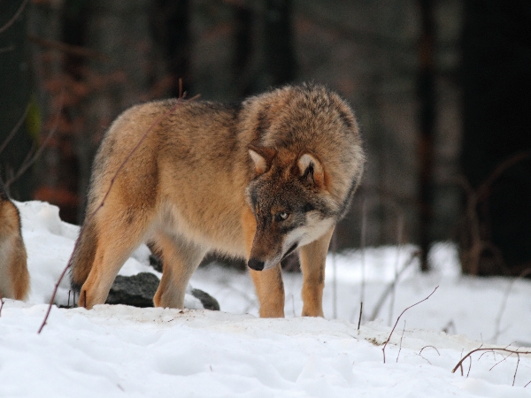 Wolf