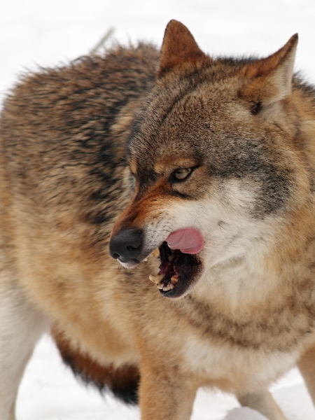 Wolf