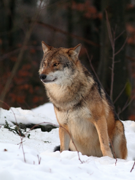 Wolf