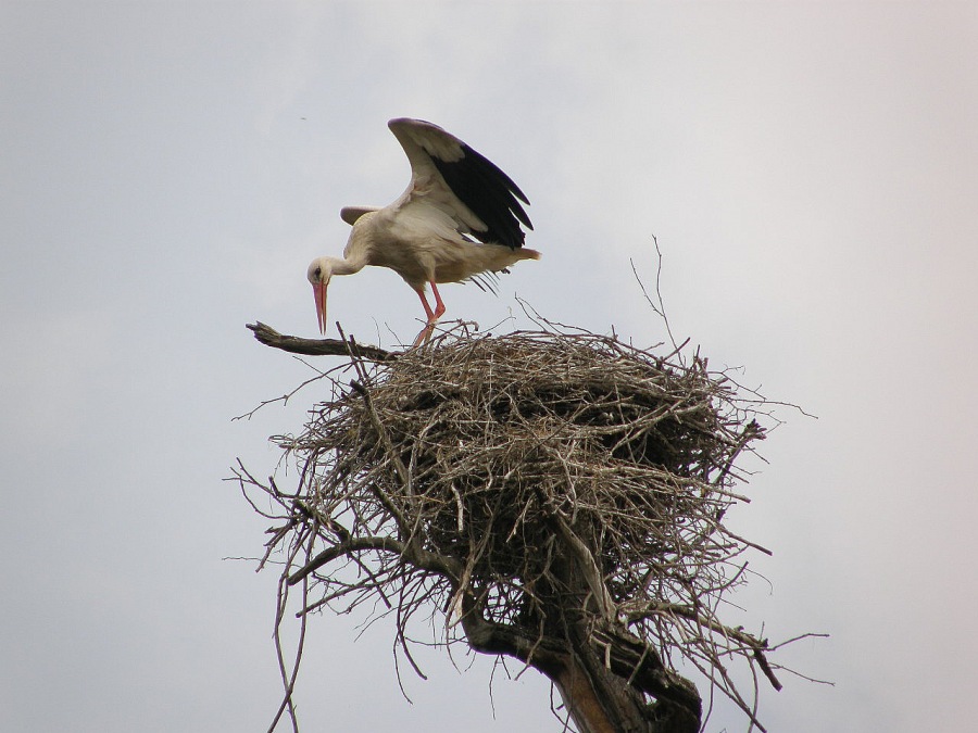 Stork white