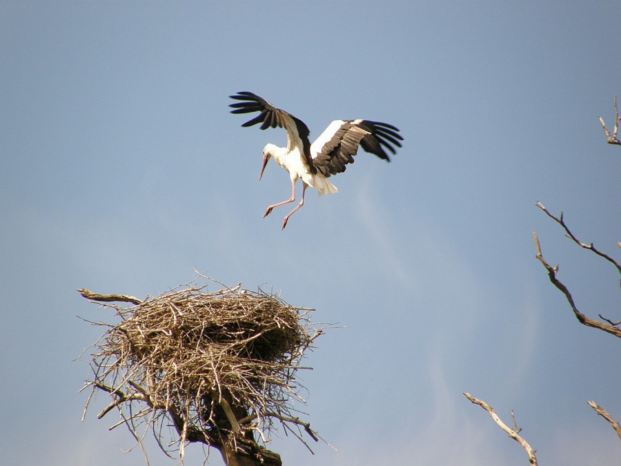 Stork white