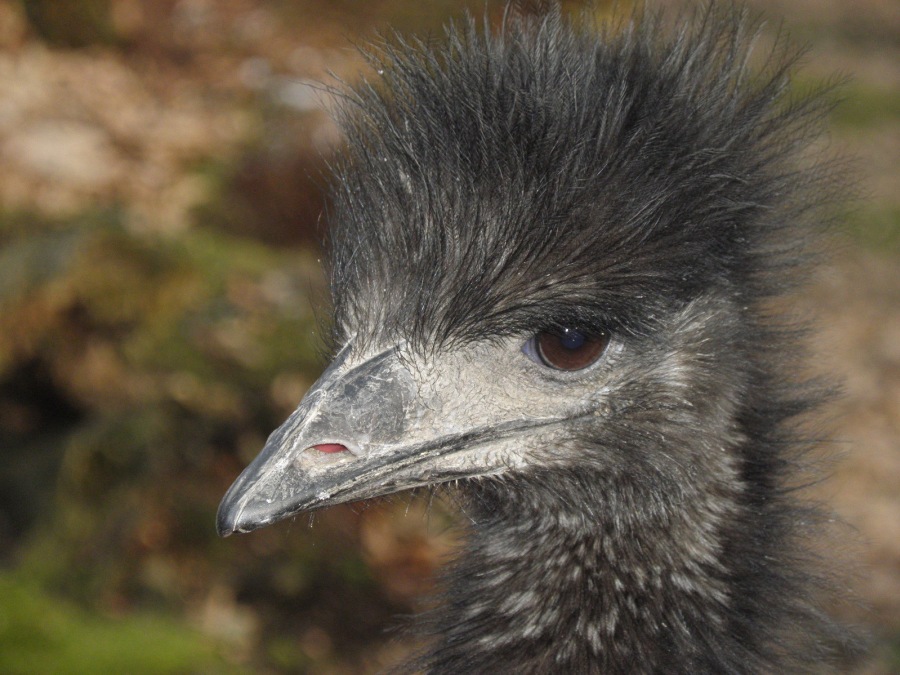 EMU BROWN