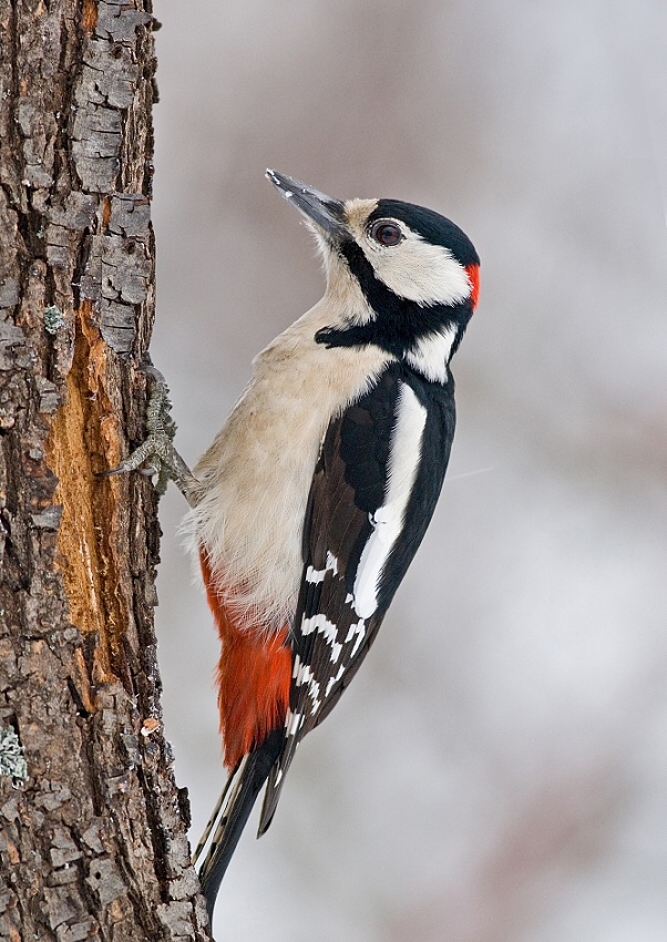 Dendrocopos major