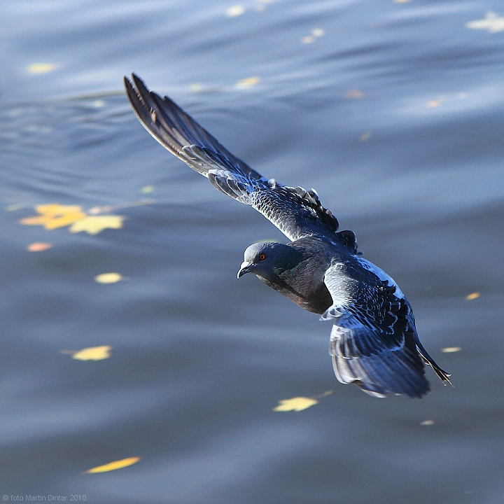 Columba livia f. domestica