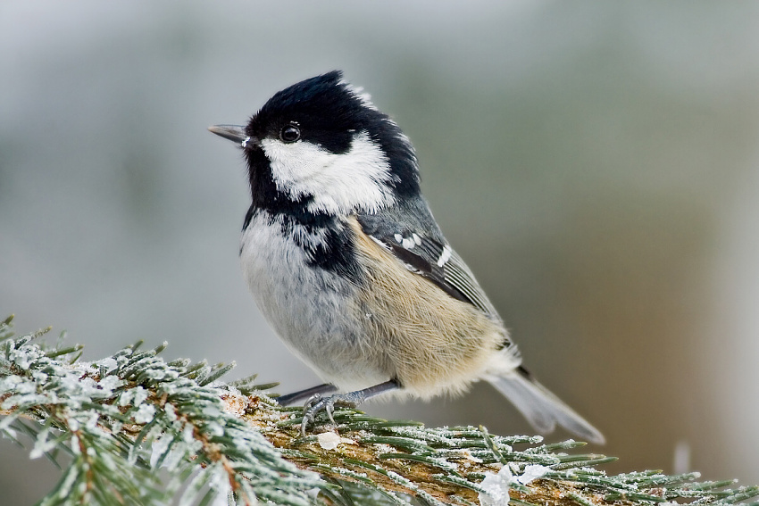 Coal Tit