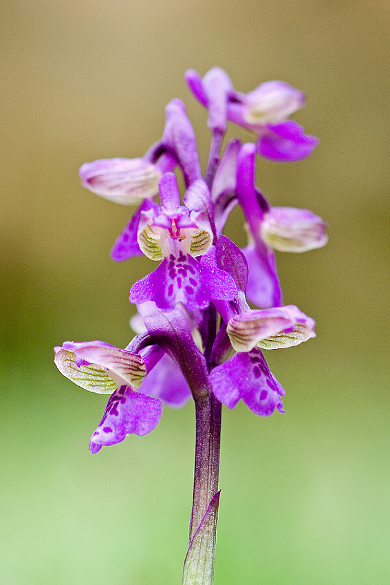 Green winged orchid