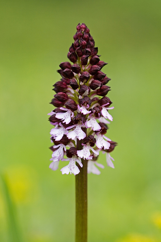 Lady orchid