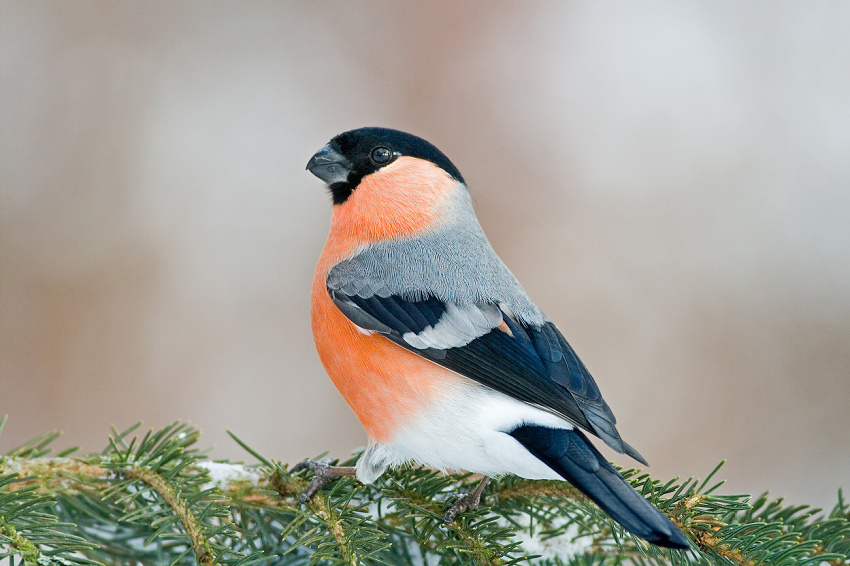 Bullfinch