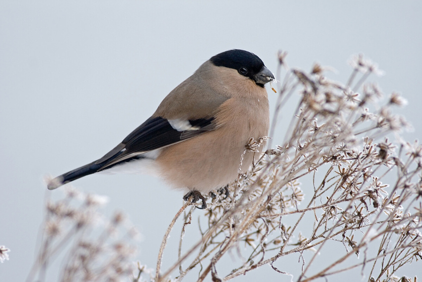 Bullfinch