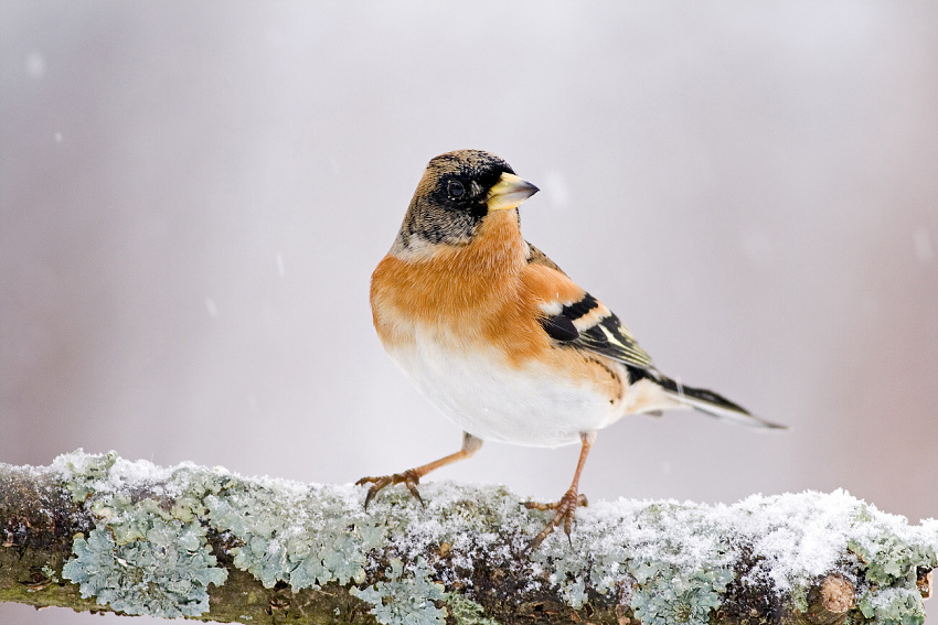 Brambling