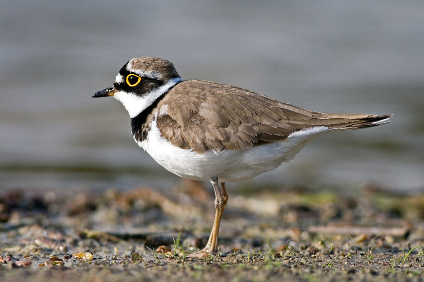 Little Ringed Plover
