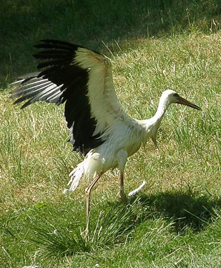stork white